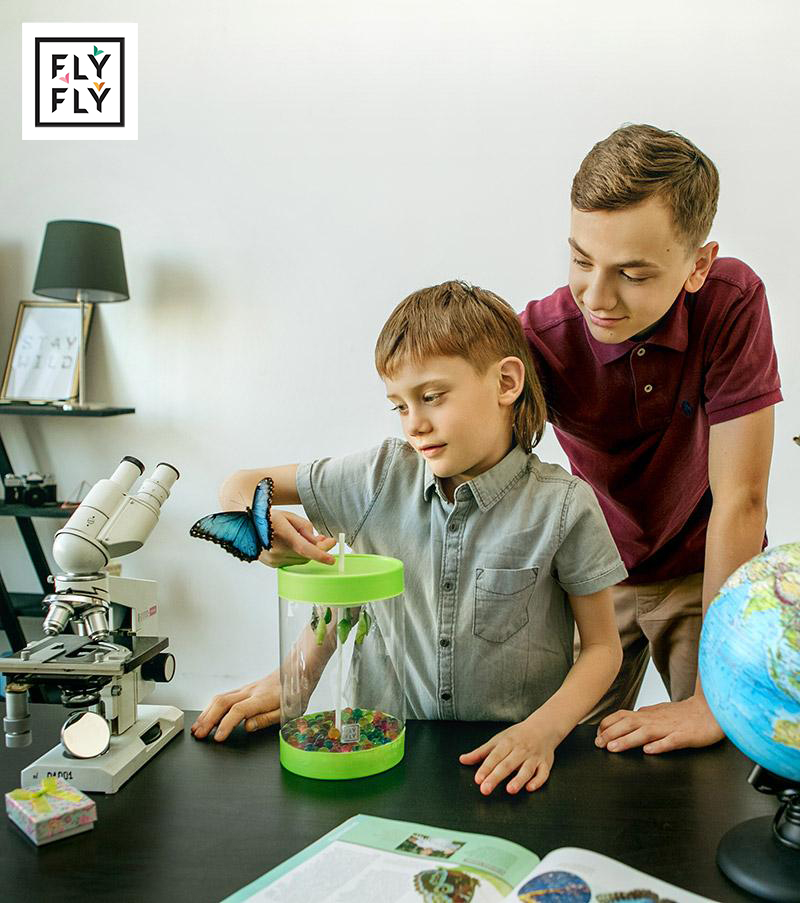 Набор фермы Бабочкарий с куколками тропических бабочек